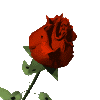 Очень красивая роза сорт Глория